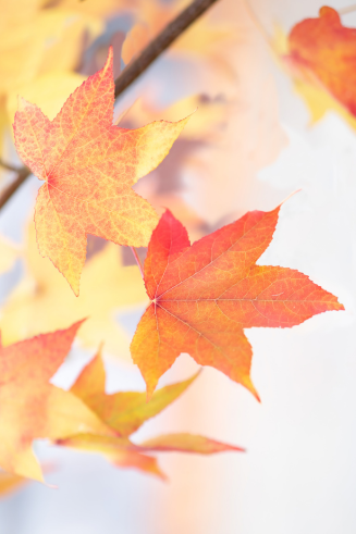 Nurturing Wellness Through Seasonal Transitions: A Guide to Beating the Autumn and Winter Blues